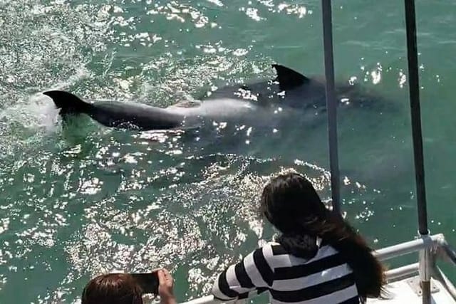 Eco and Dolphin Watch Tour of South Padre Island - Photo 1 of 8